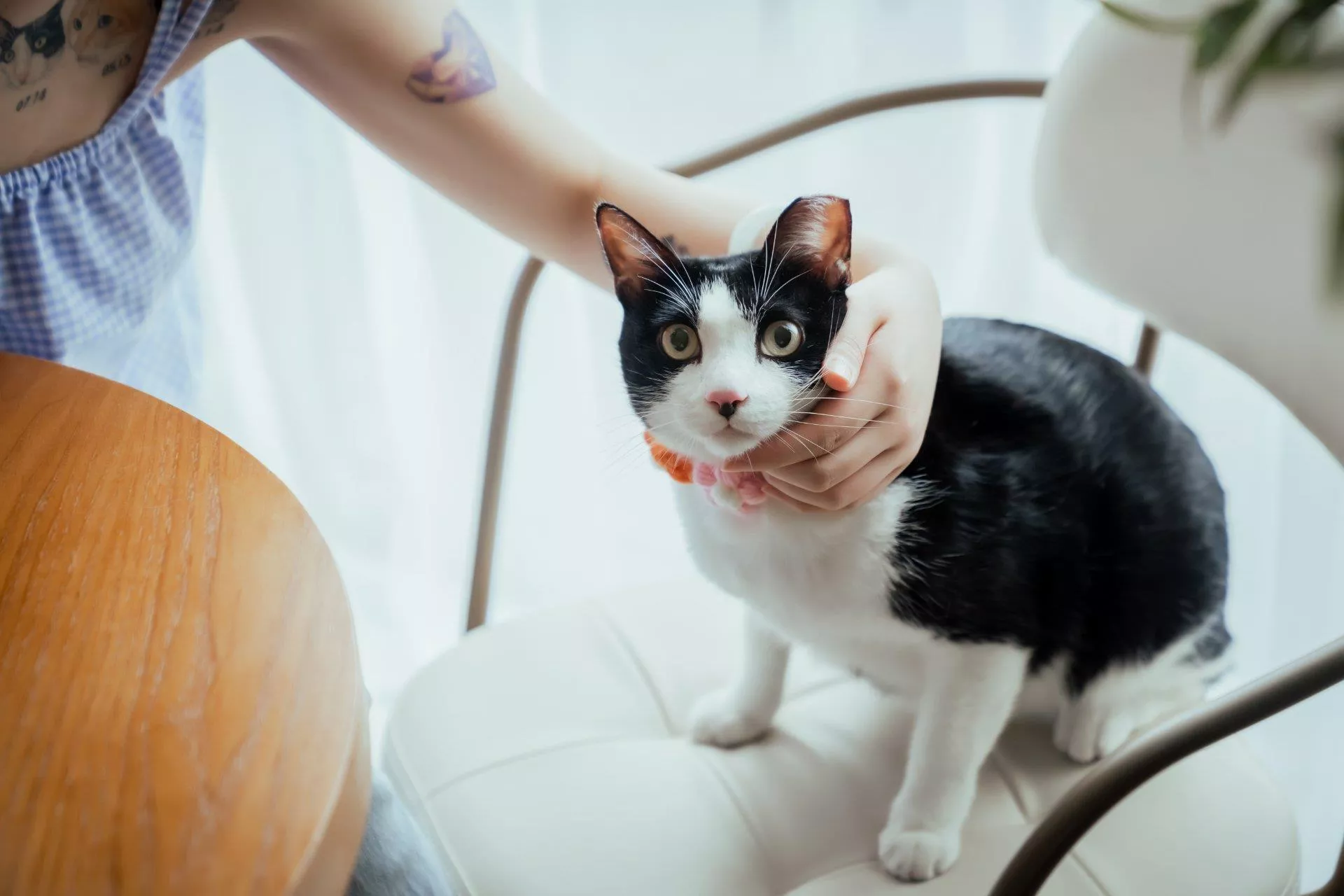 DSC01901-恬-個人藝術寵物寫真（10號攝影師）